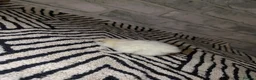 Chickens poultry for sale: Silkie Chicks mixed colours 17 left  in Hebburn - Advert 29