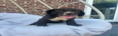 Cocker Spaniel 3
