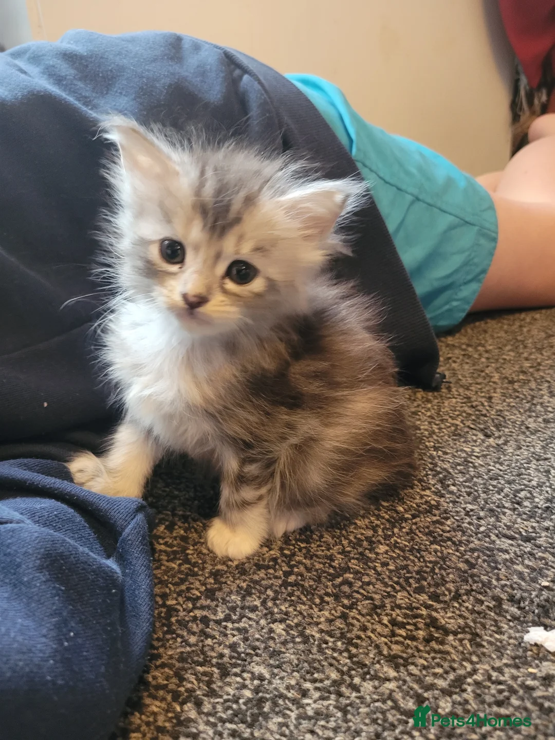 Maine Coon cats for sale: Only 1 little boy left Maine coon X kitten  - Advert 18