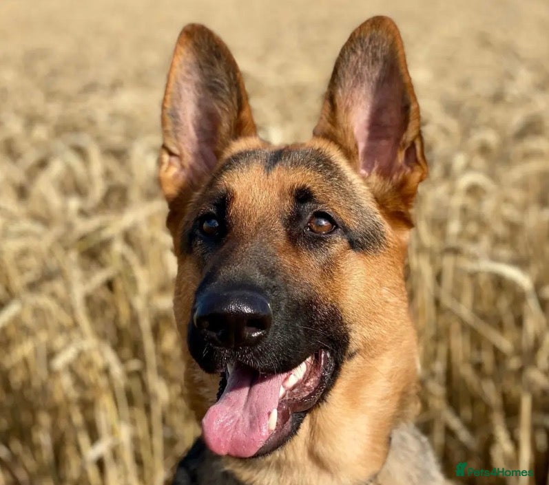 German Shepherd dogs Female German Shepherd - Advert 4