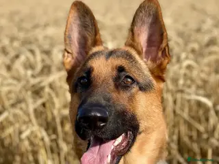 German Shepherd dogs Female German Shepherd - Advert 1