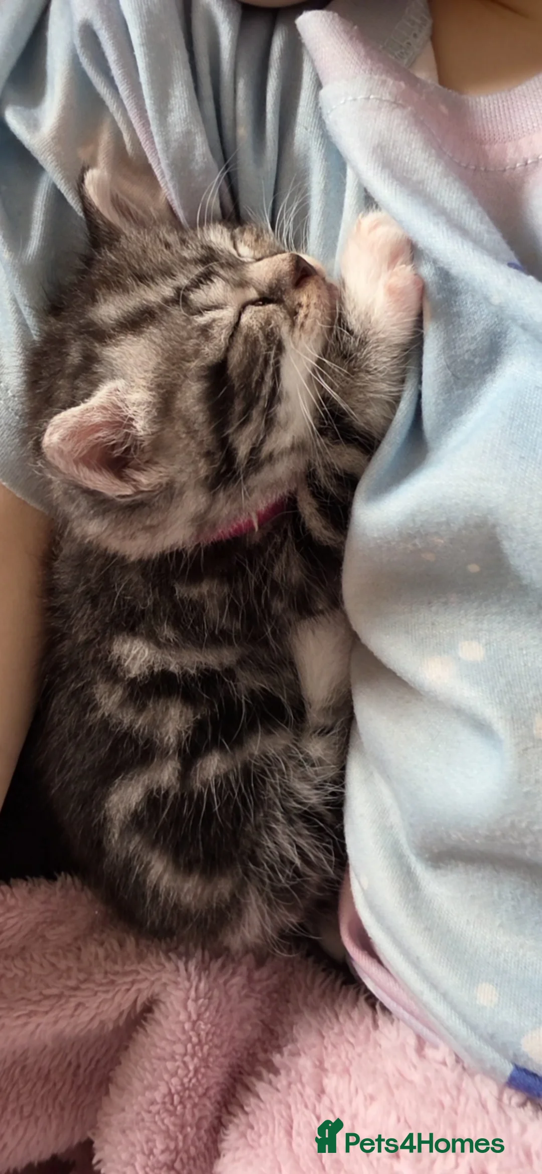 British Shorthair cats for sale: Beautiful British shorthair x  - Advert 2