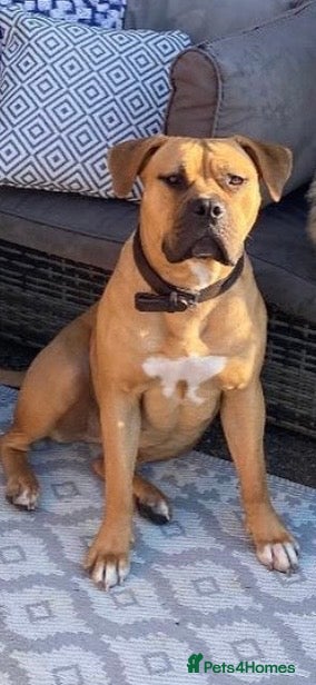 Mixed Breed dogs for sale: Mastiff x belgian Malinois  in Kettering - Advert 3