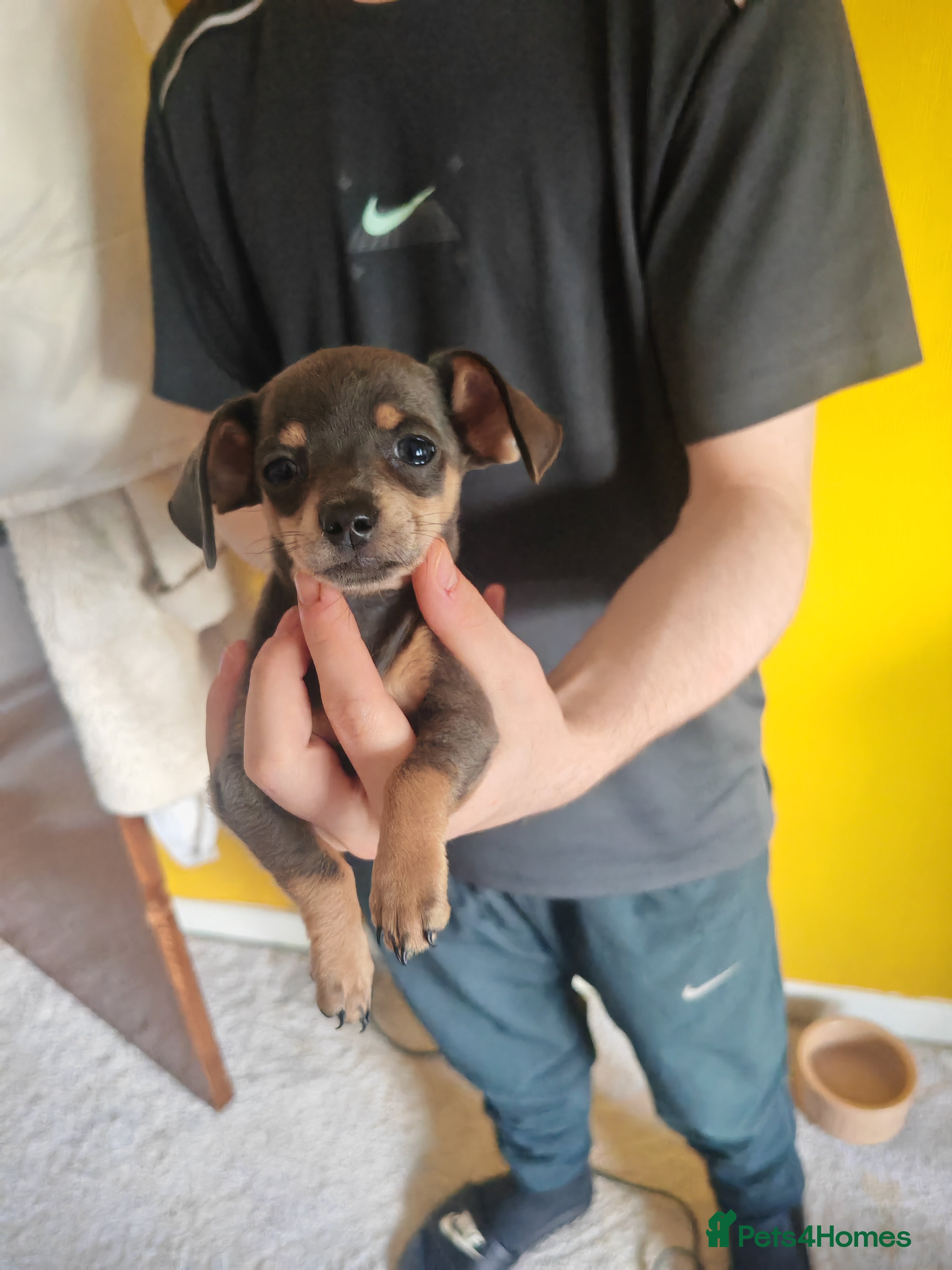 Chiweenie dogs for sale: Chiweenies  - Advert 7