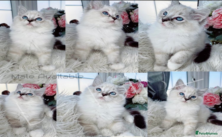 Ragdoll cats - Advert 4