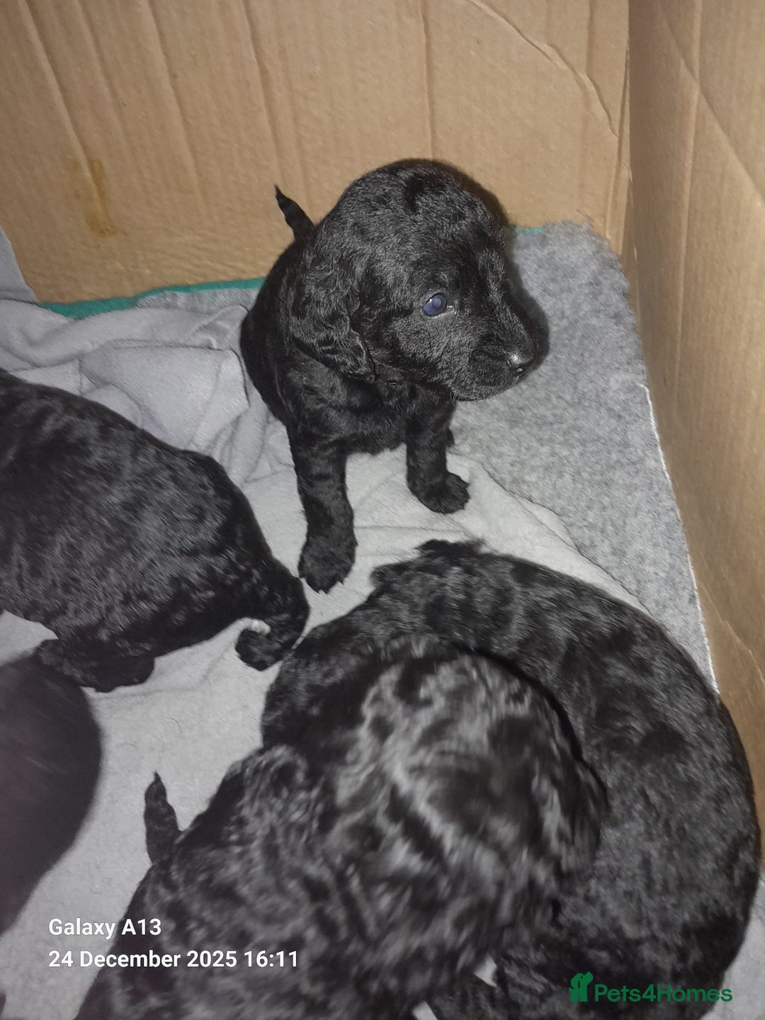Cockapoo dogs for sale: Black Cockapoos  - Advert 5