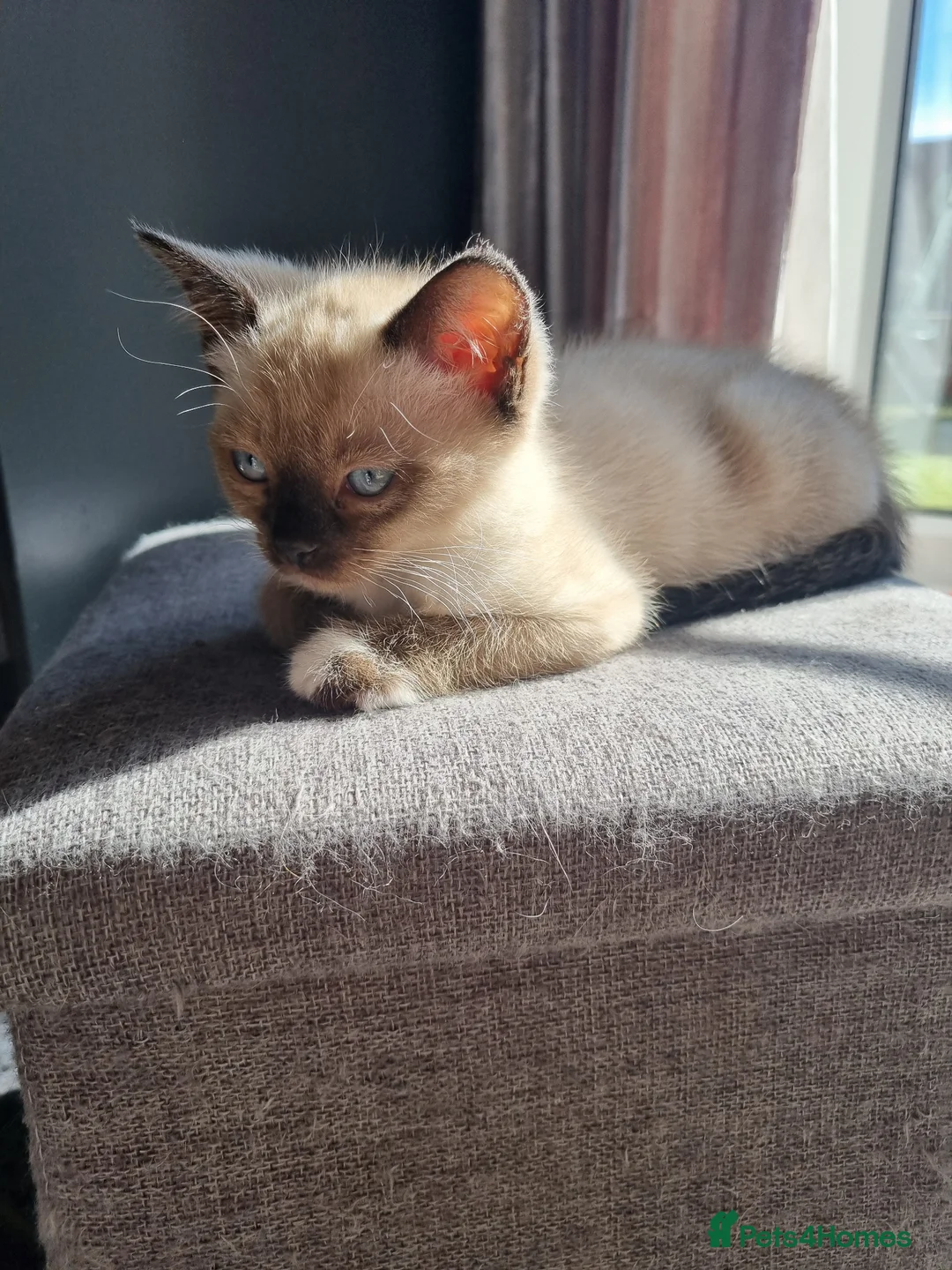 Ragdoll cats for sale: Beautiful ragdoll kitten - Advert 2