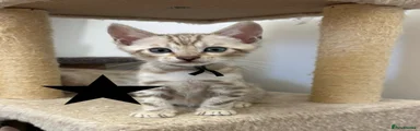Bengal 3