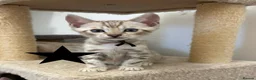 Bengal cats for sale: Pedigree Snow Glittery Bengals  - Advert 11