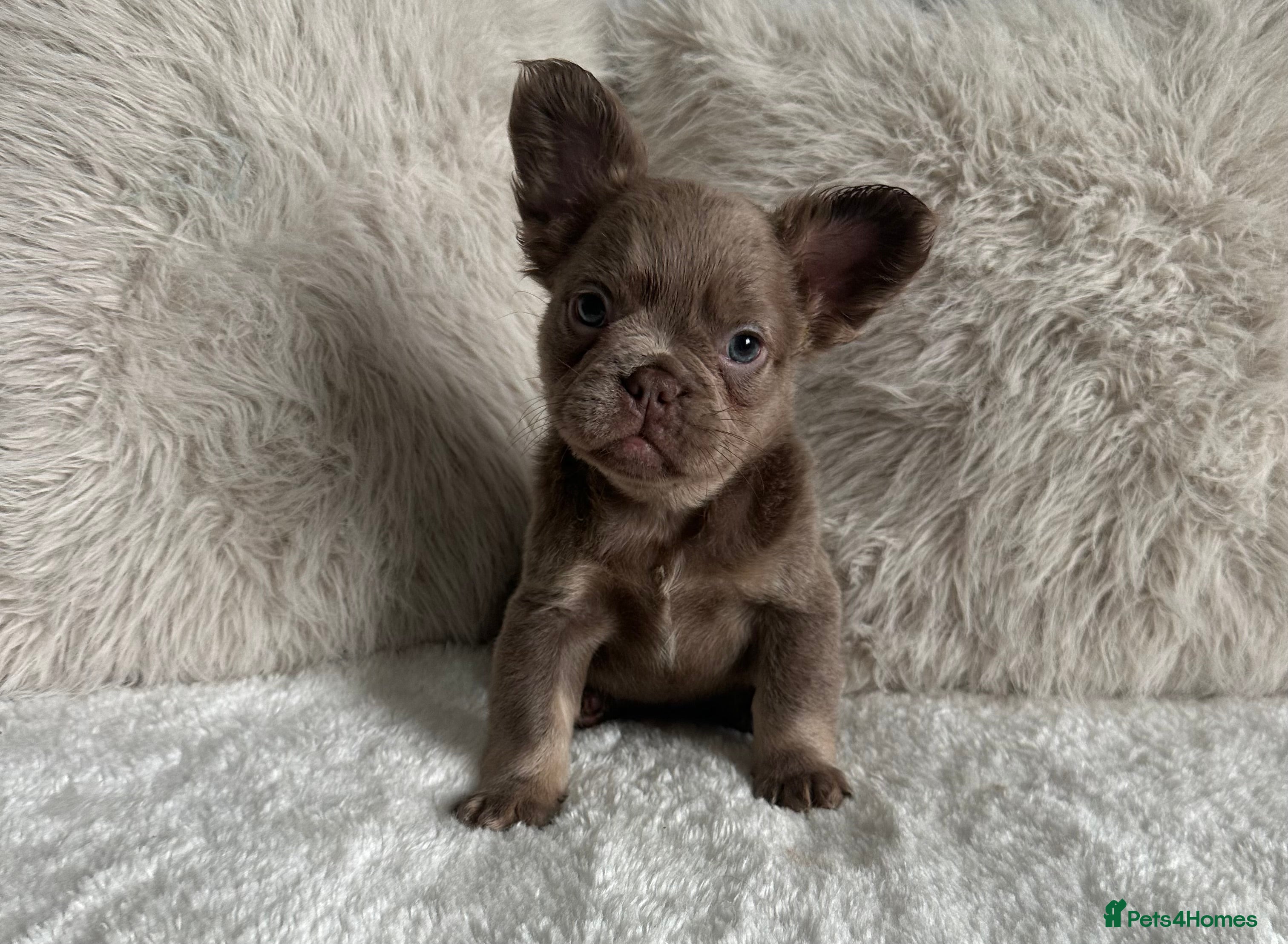 French Bulldog dogs READY TO LEAVE Visual Fluffy French Bulldogs🐻 - Advert 2