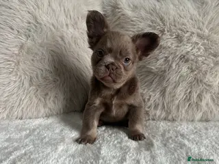 French Bulldog dogs READY TO LEAVE Visual Fluffy French Bulldogs🐻 - Advert 1