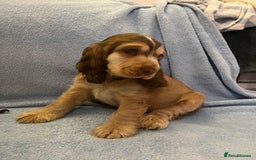 Cocker Spaniel dogs for sale: ADORABLE KC REG SHOW TYPE COCKER SPANIEL PUPPIES - Image 31