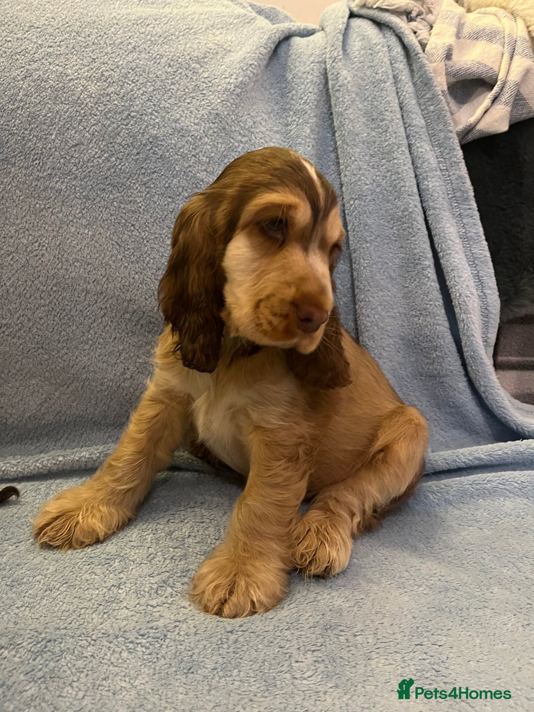 Cocker Spaniel dogs for sale: ADORABLE KC REG SHOW TYPE COCKER SPANIEL PUPPIES - Image 31