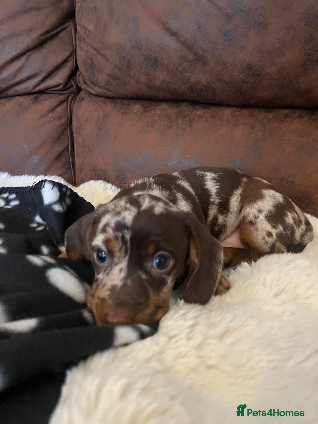 Miniature Dachshund dogs for sale: Miniature dachshund Puppies 🐶 Boy Available! - Advert 2
