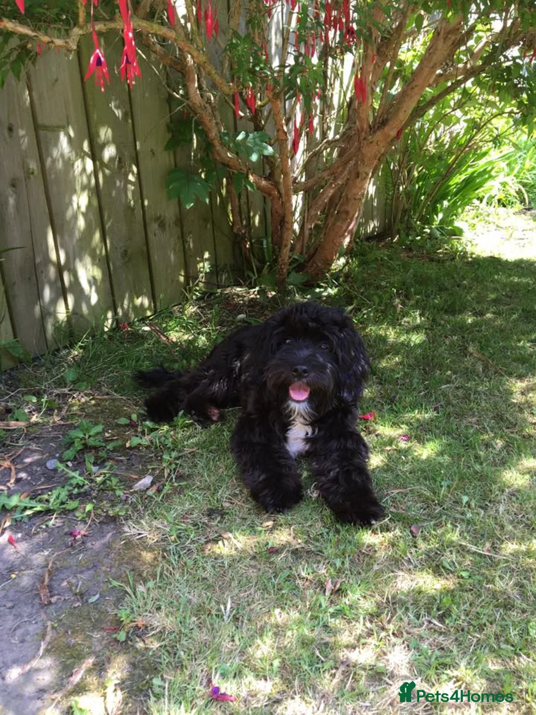 Mixed Breed dogs for adoption: Excellent home required  - Advert 6