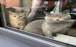 British Shorthair cats for sale: British Shorthair Kittens  - Image 6