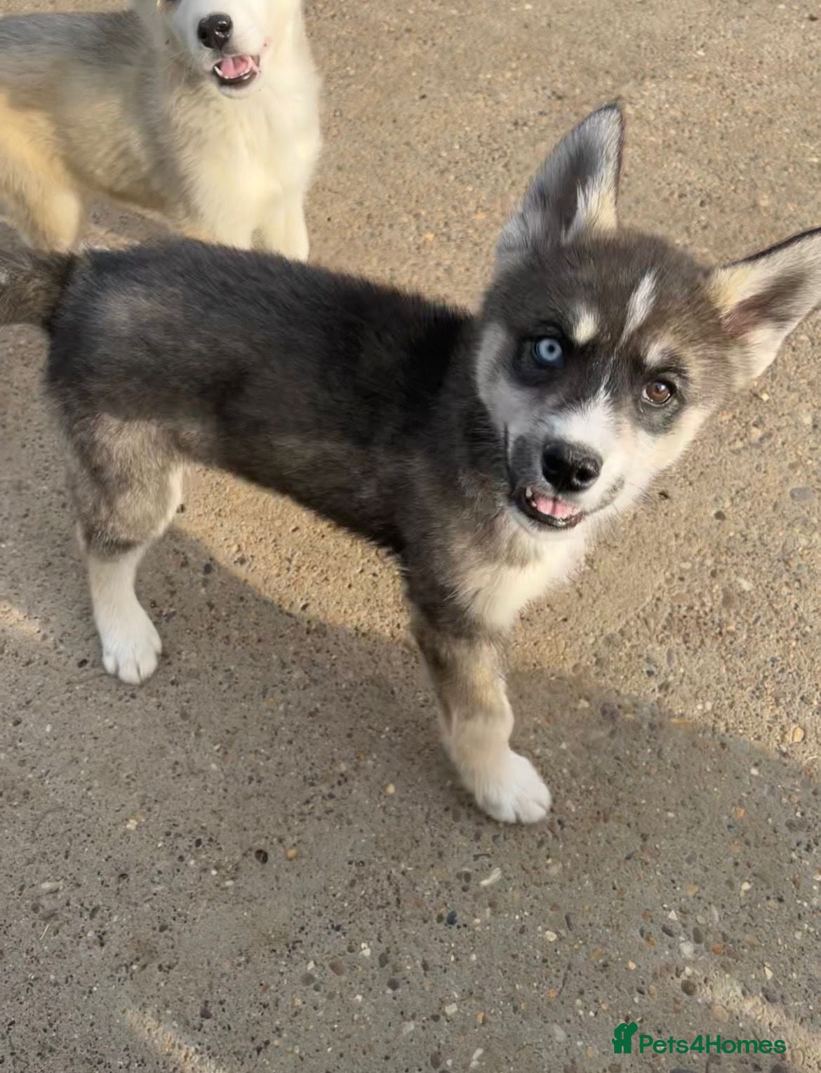 Siberian Husky dogs for sale: Stunning husky puppies  in Boston - Advert 10