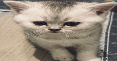 Scottish Fold cats - Advert 11