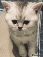 Scottish Fold cats - Advert 1