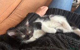 Maine Coon cats for sale: Twin Tuxedo Maine coon x BSH kitten girls - Image 4