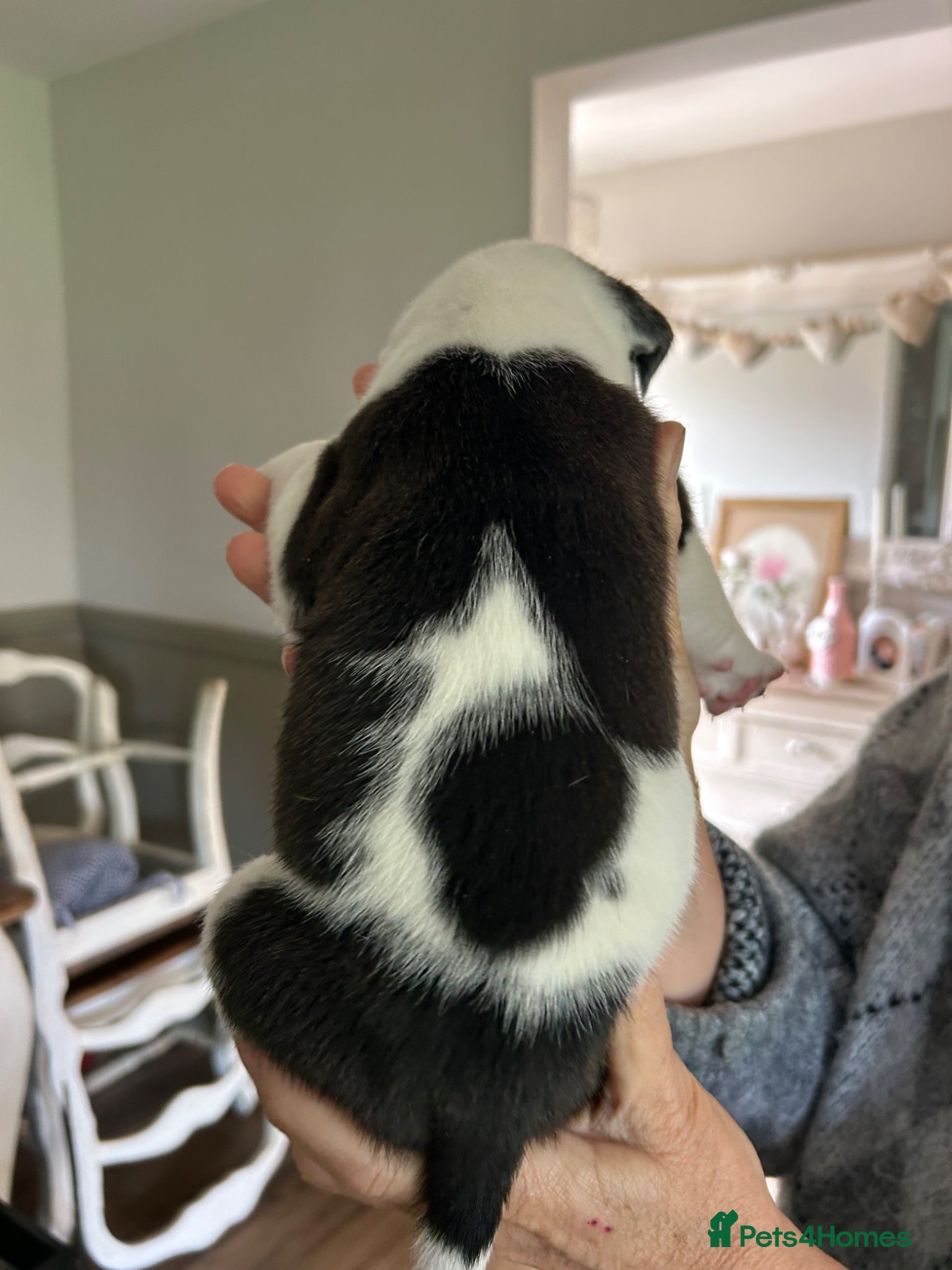 Mixed Breed dogs for sale: Last two puppies  remaining  - Advert 19