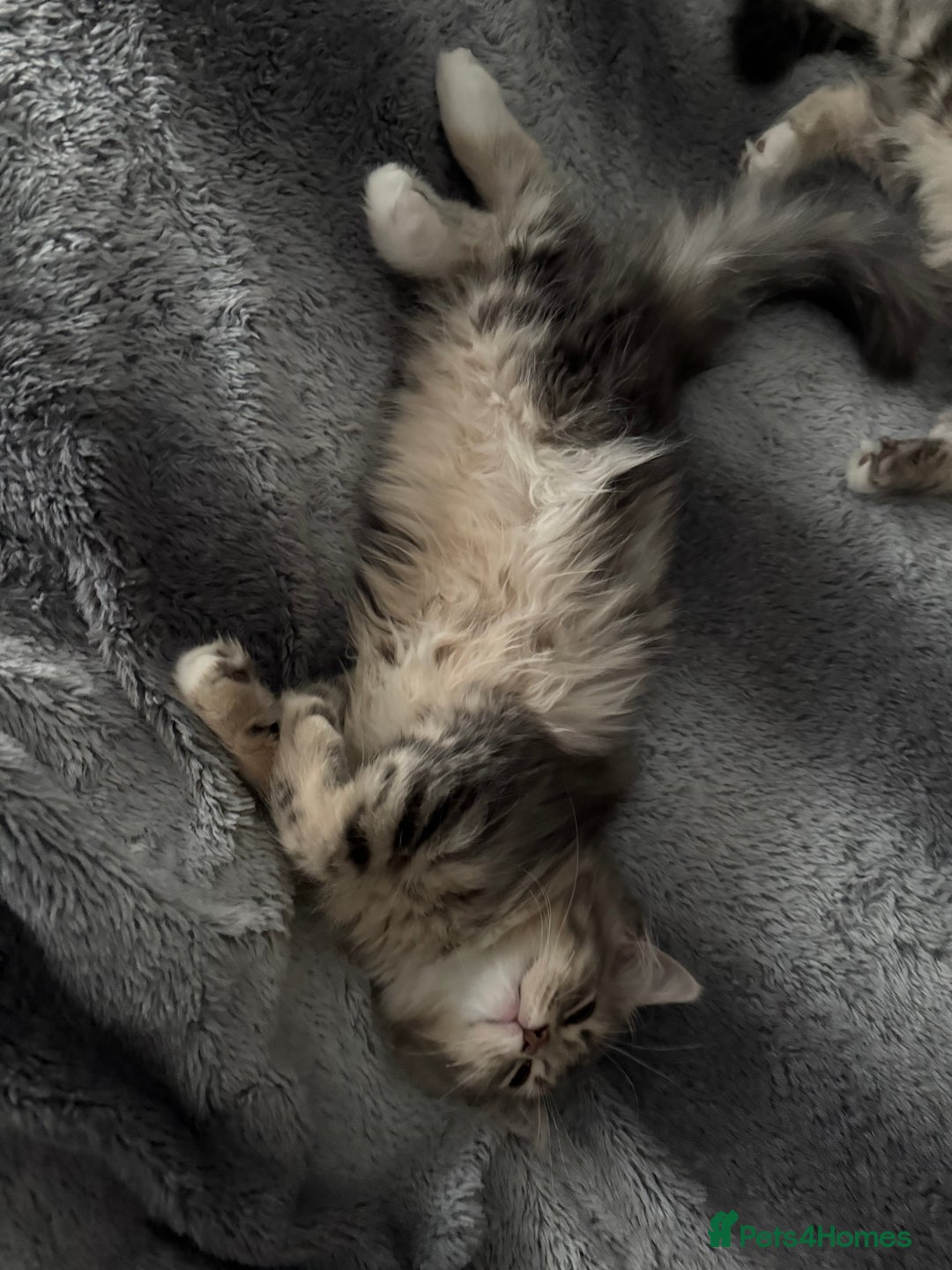 Siberian cats for sale: Siberian kitten ( we can negotiate price) in Liverpool - Image 4