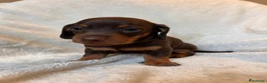 Female- Penny Purple Collar 