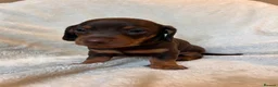 Miniature Dachshund dogs for sale:  🍫 Beautiful Chocolate & Tan Mini Dachshunds  - Advert 6