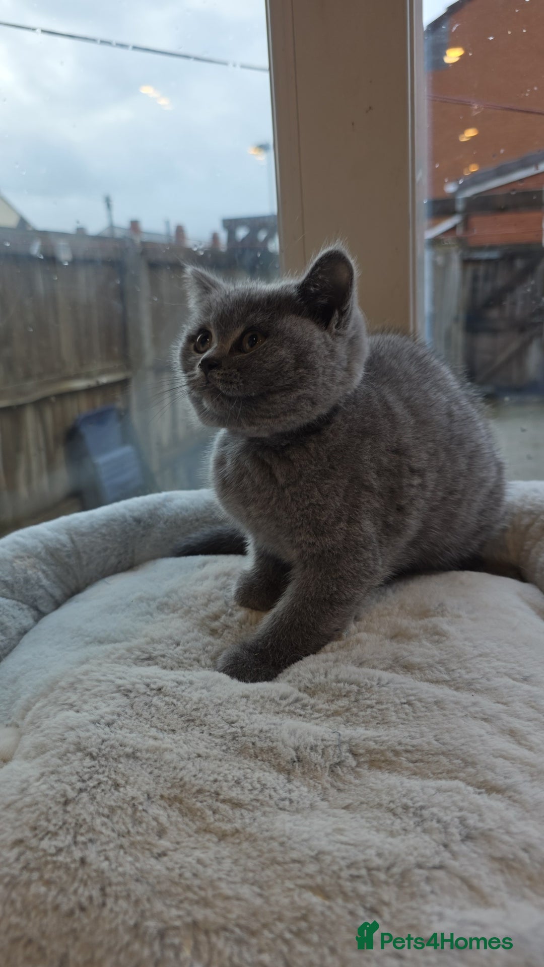 British Shorthair cats for sale: Festive Season Ready – GCCF BSH Kittens - Image 9