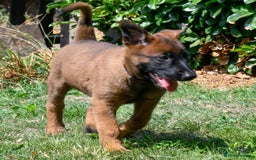 Belgian Shepherd Dog dogs for sale: Stunning Belgian Malinois Puppies Ready Now - Image 11