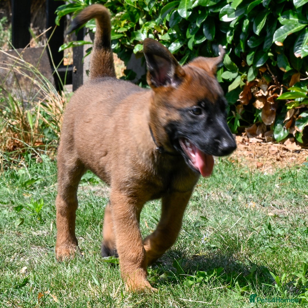 Belgian Shepherd Dog dogs for sale: Stunning Belgian Malinois Puppies Ready Now - Image 11