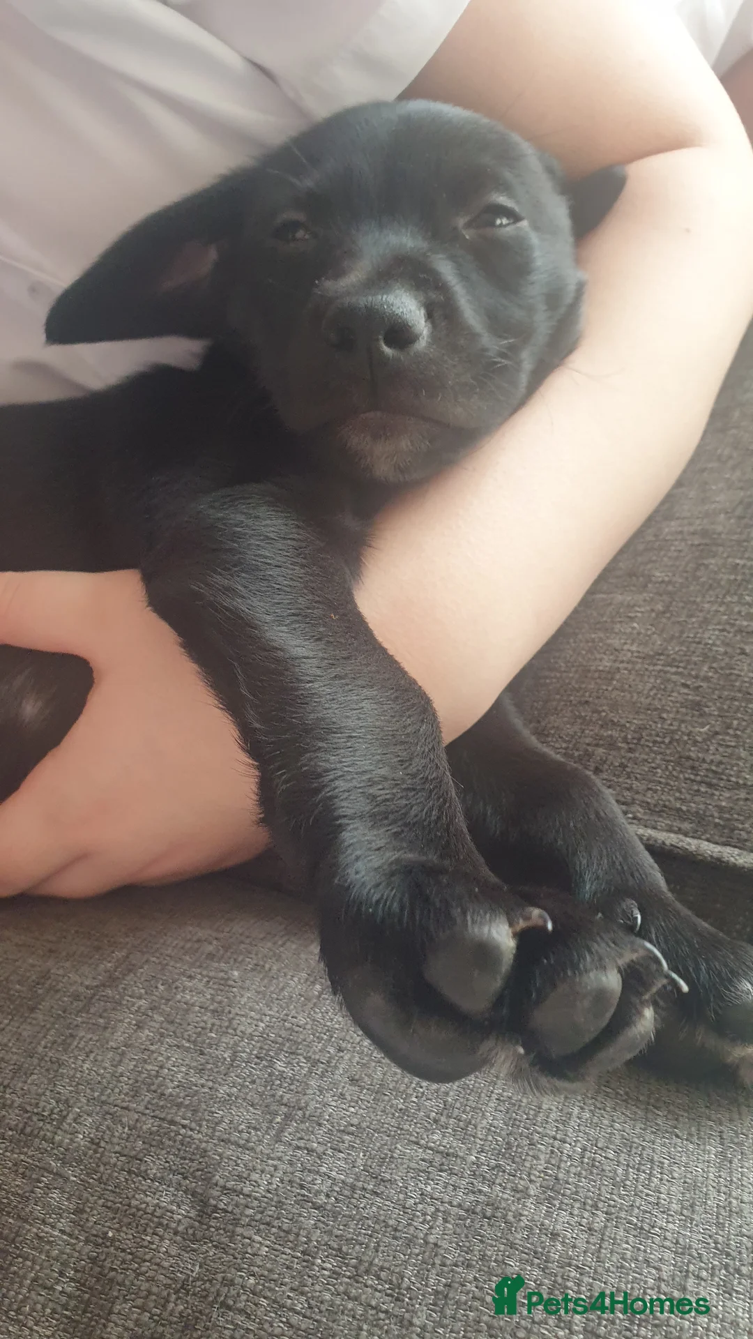 Mixed Breed dogs for sale: Cocker spaniel x Border collie male puppy - Advert 5