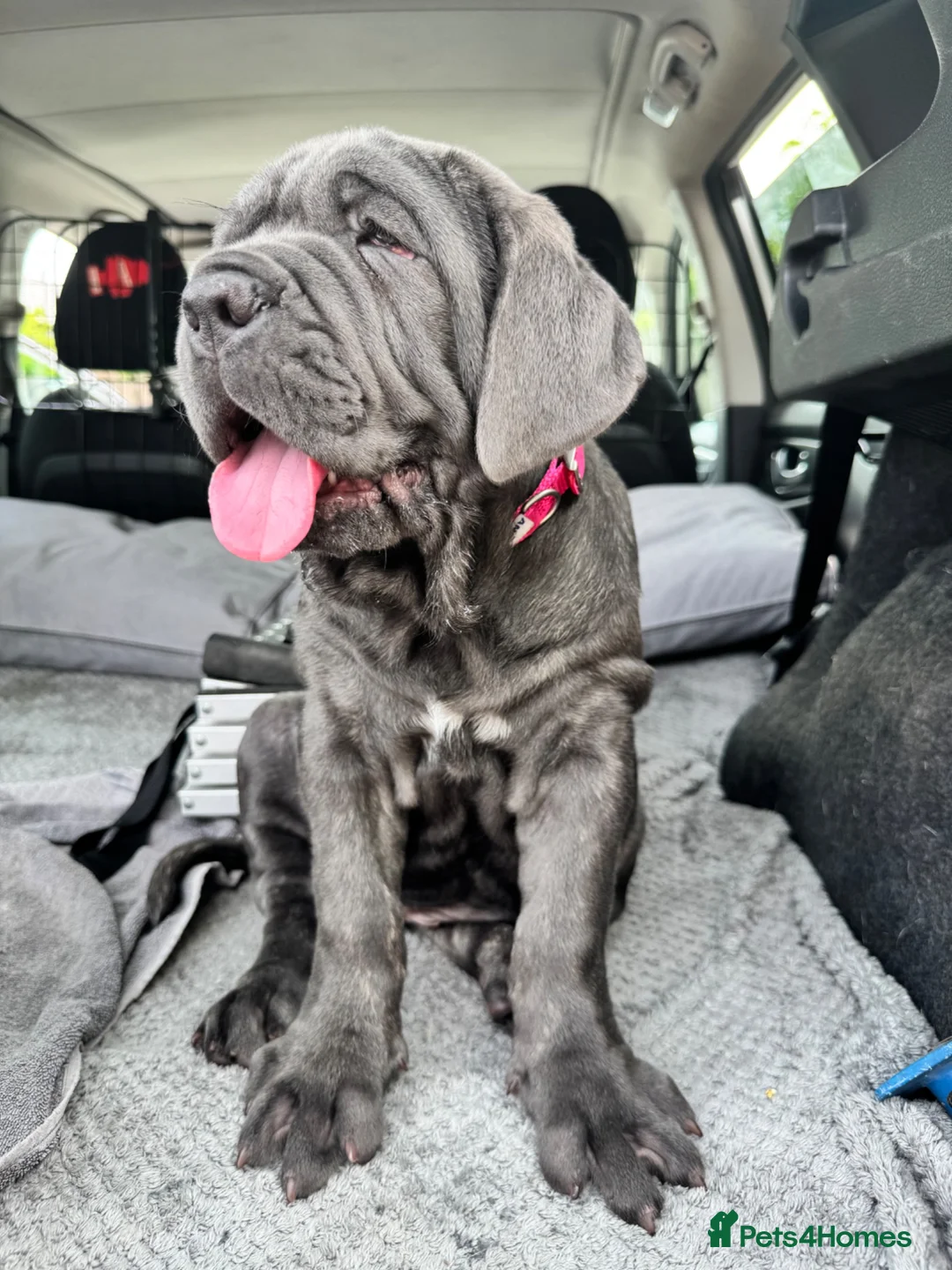 Neapolitan Mastiff dogs for sale: 1 girl puppy Neapolitan mastiff 8 week  - Advert 2