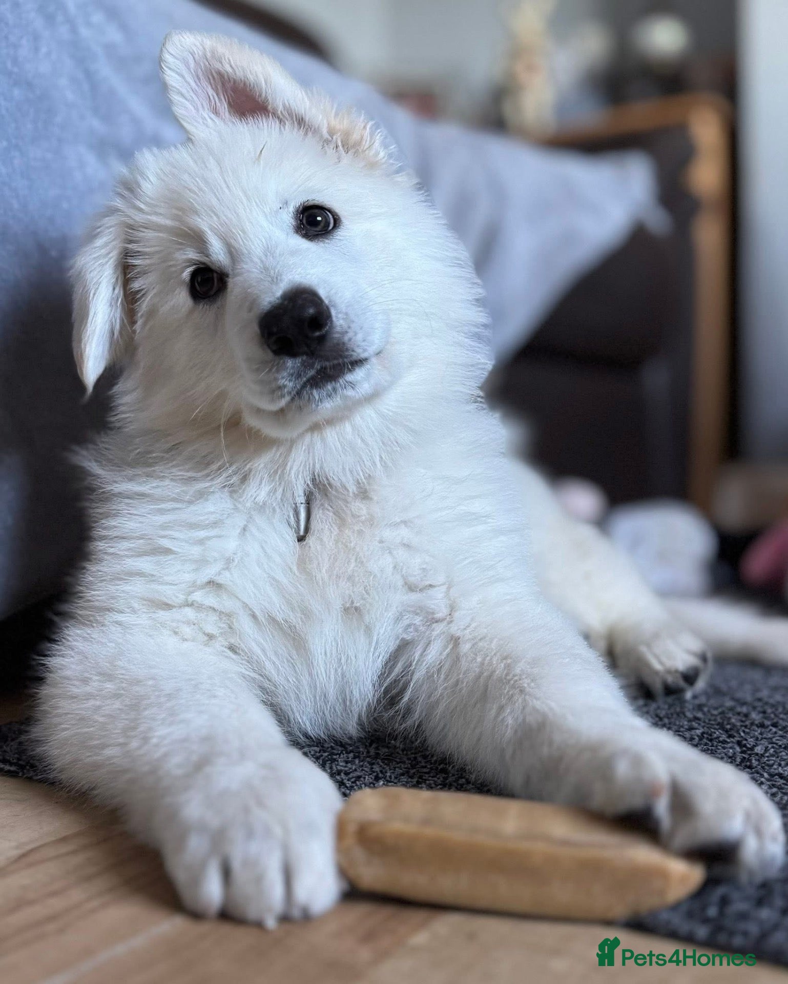 German Shepherd dogs for sale: Stunning White KC Long Haired GSD pups ready 18/12 - Advert 1