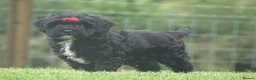Cockapoo dogs for sale: Stunning Cockapoo Puppies  - Advert 11