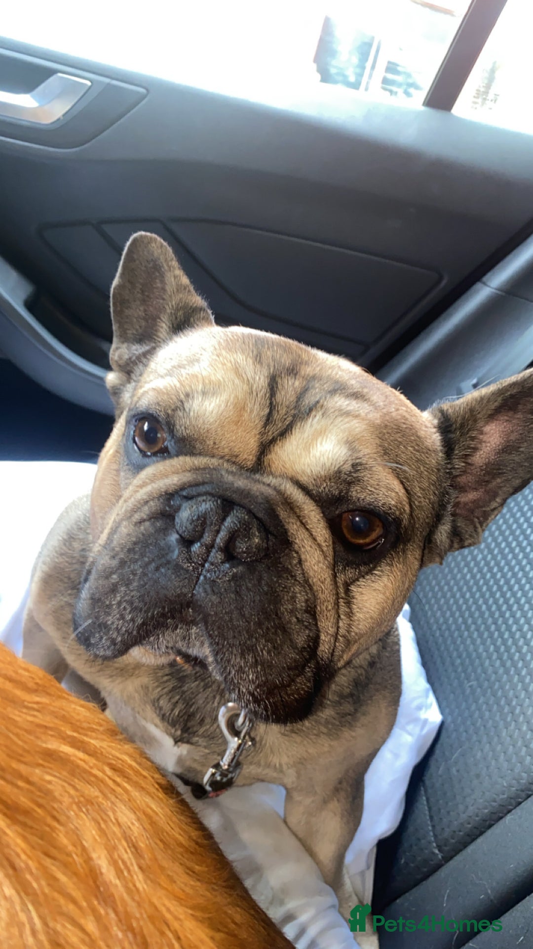French Bulldog dogs for sale: French bulldog - Image 2