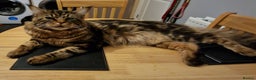 Maine Coon cats for stud: DENVER offered for stud services in Southampton - Advert 8