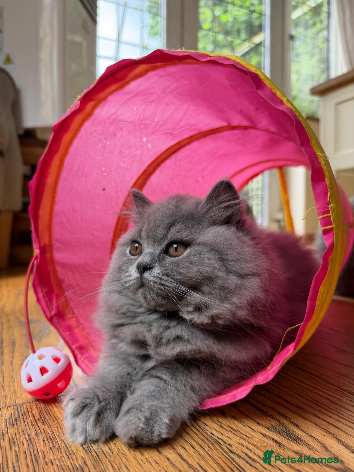 British Longhair cats British Longhair kittens GCCF Registered.  - Advert 1