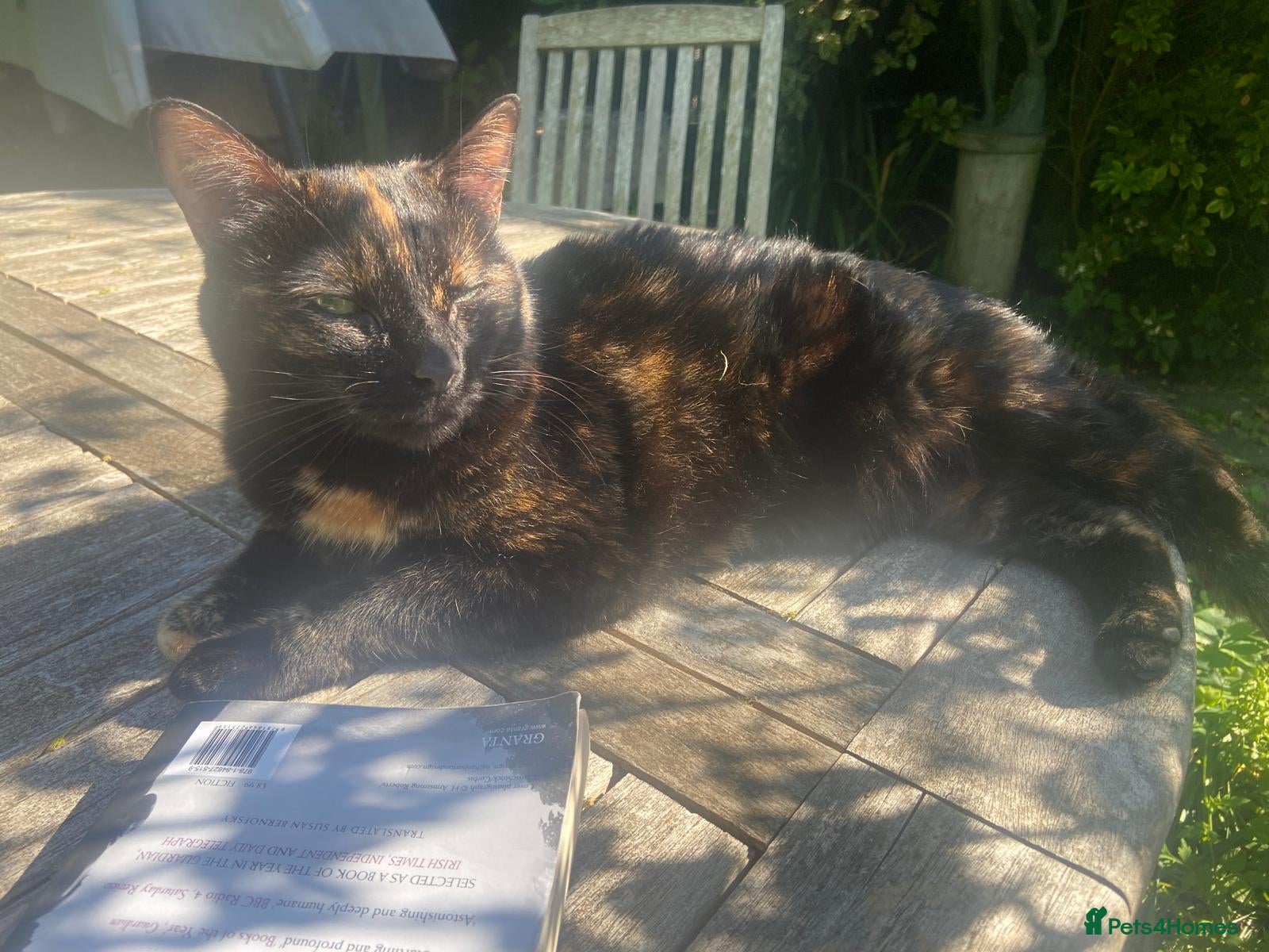 Mixed Breed cats for sale: Free: Tigrina and Ombra, sweet and playful sisters - Advert 7