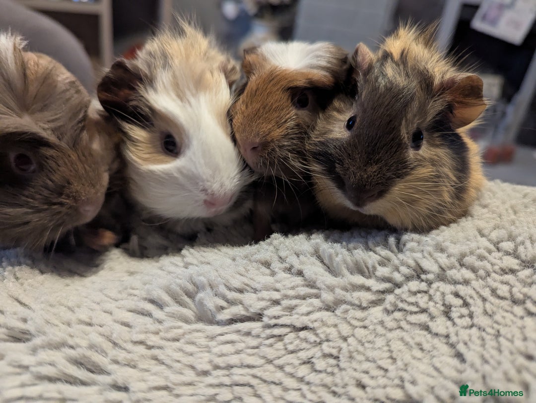 Guinea Pig rodents for sale: 6 gorgeous baby guinea pigs - Image 3