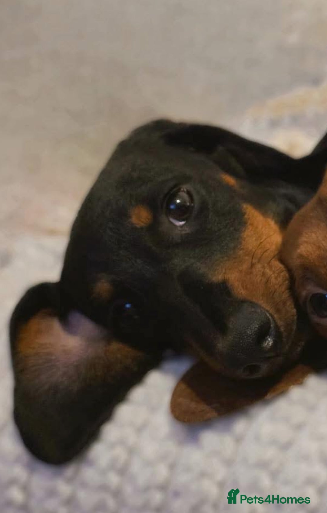 Dachshund dogs for sale: Black and Tan Dachshund - Image 3
