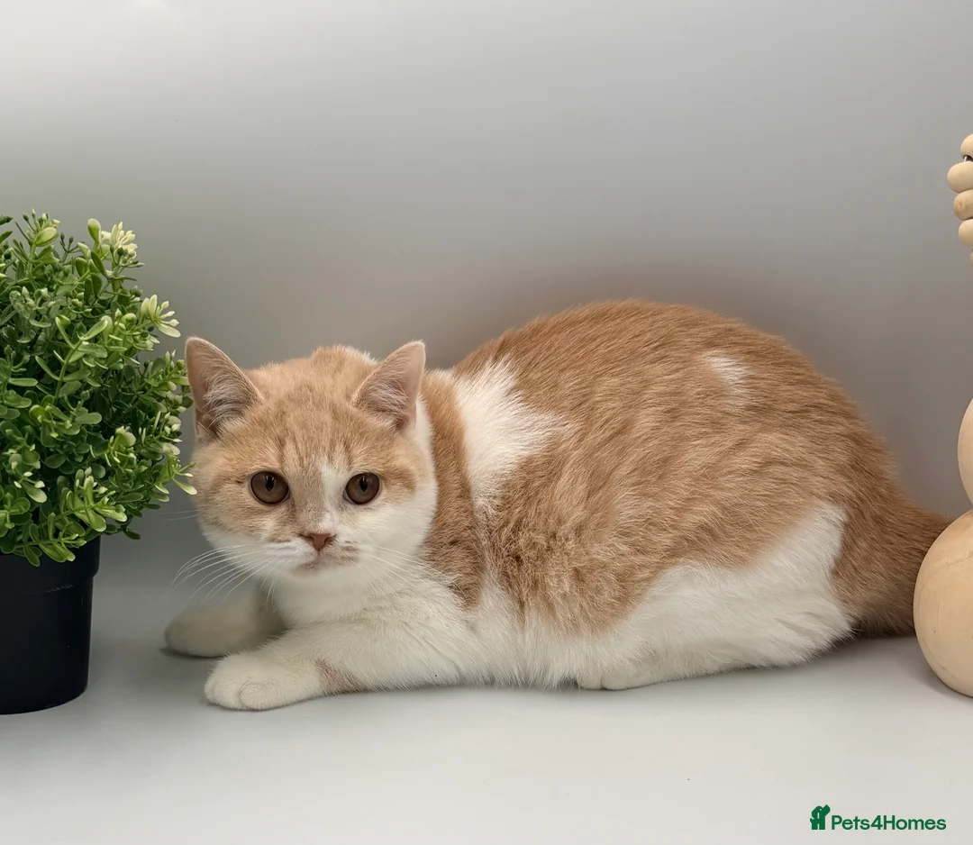 British Shorthair cats for sale: PEDIGREE REGISTERED CHUNKY BRITISH SHORTHAIRS - Advert 4