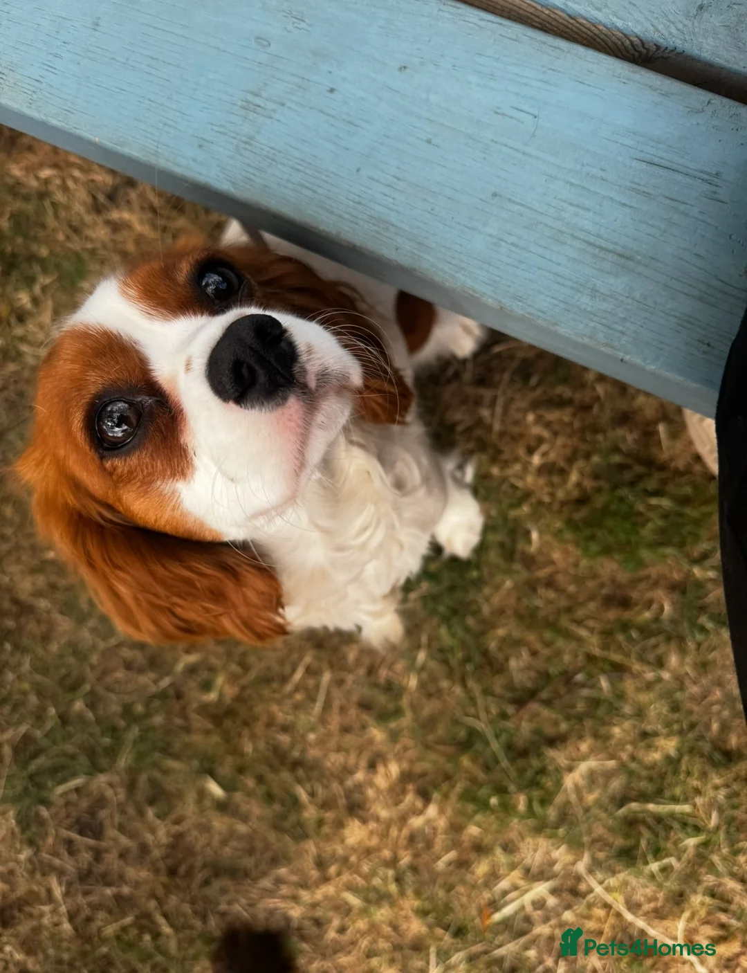 Cavalier King Charles Spaniel dogs for sale: Gorgeous Ruby Cavalier King Charles Spaniels 🩷💙 - Advert 4