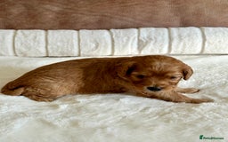 Cavapoo dogs for sale: Extensively Health Tested Cavapoo Puppies  - Image 14