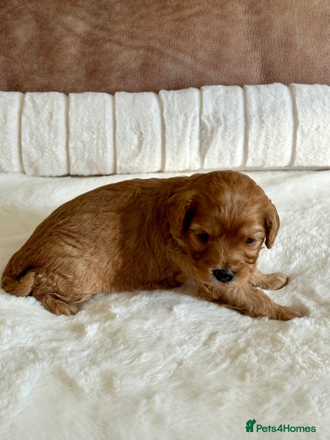 Cavapoo dogs for sale: Extensively Health Tested Cavapoo Puppies  - Image 14