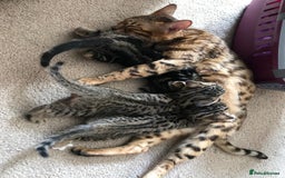 Bengal cats for sale: Beautiful bengal boy needs a new home  - Image 4