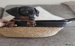 Miniature Dachshund dogs for sale: Ready now miniature dachshunds boy - Image 31