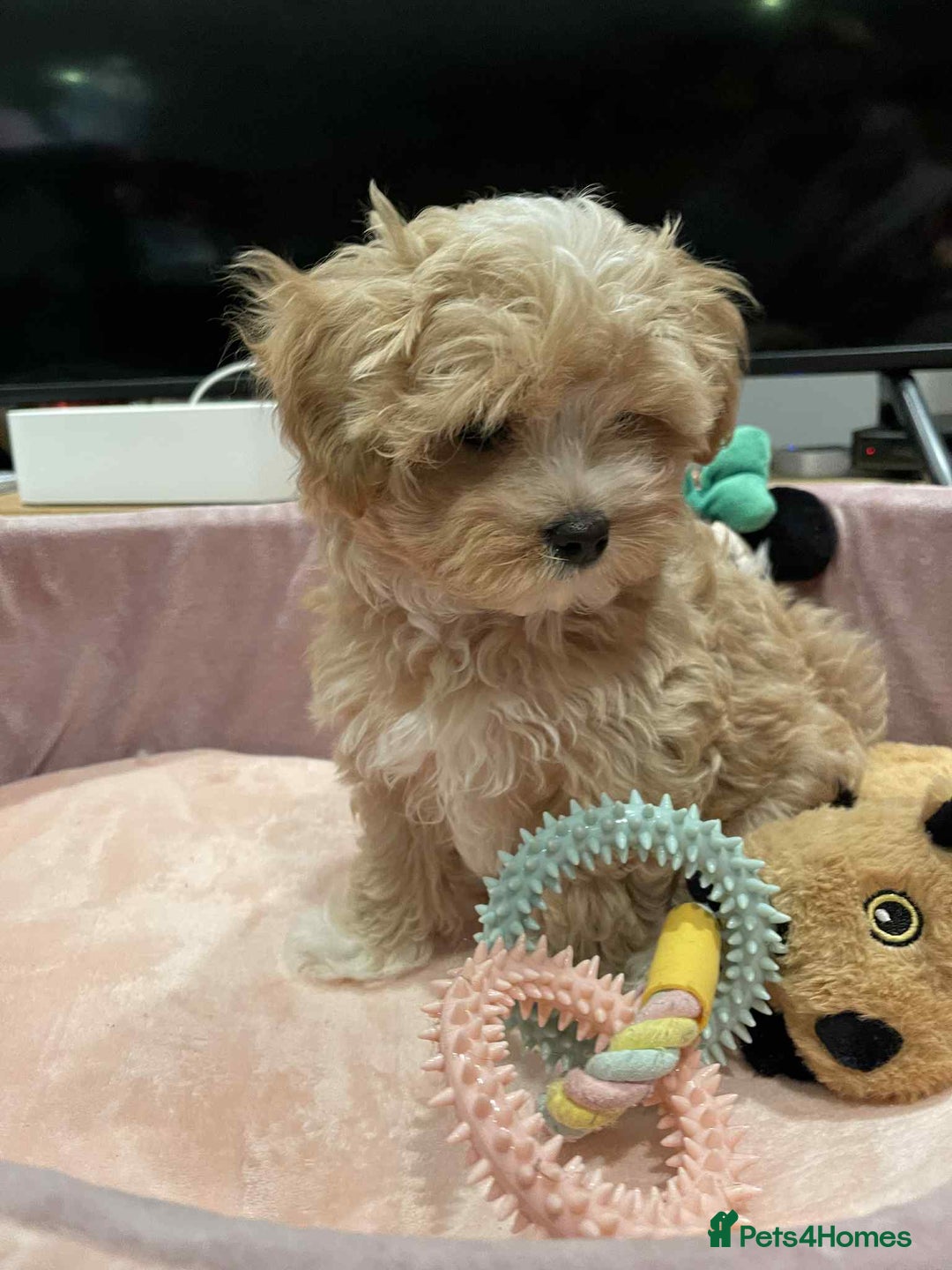 Maltipoo dogs for sale: Maltipoo girl puppy for sale  - Advert 6