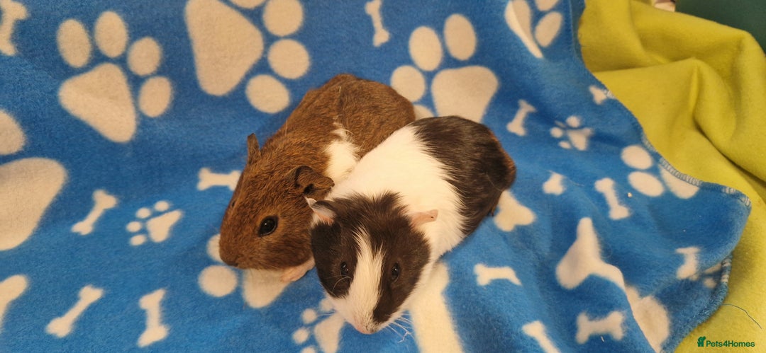 Guinea Pig rodents for sale: 2x Male Smooth Coated Guinea Pigs - Image 1