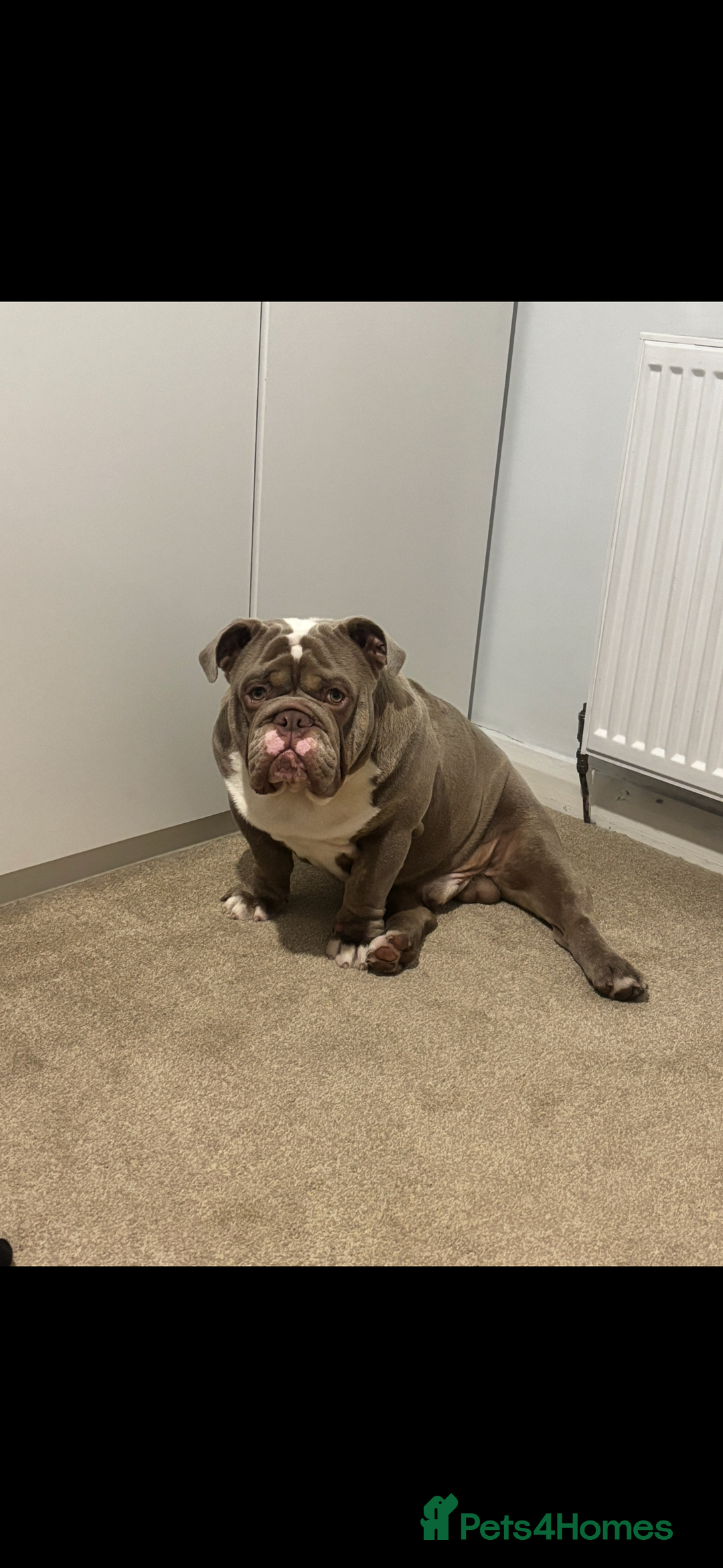 English Bulldog dogs for sale: Lilac male British bulldog - Advert 12